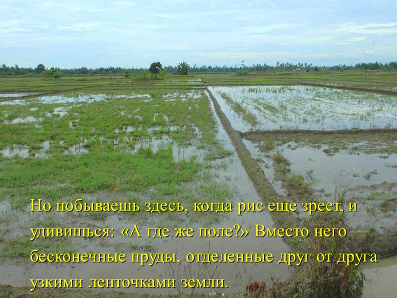 Но побываешь здесь, когда рис еще зреет, и удивишься: «А где же поле?»