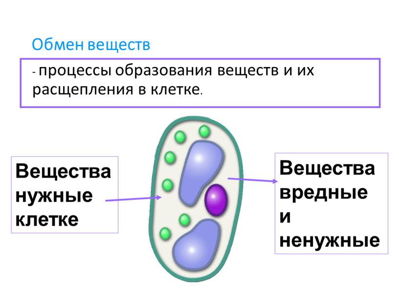 Обмен веществ - процессы образования веществ и их расщепления в клетке