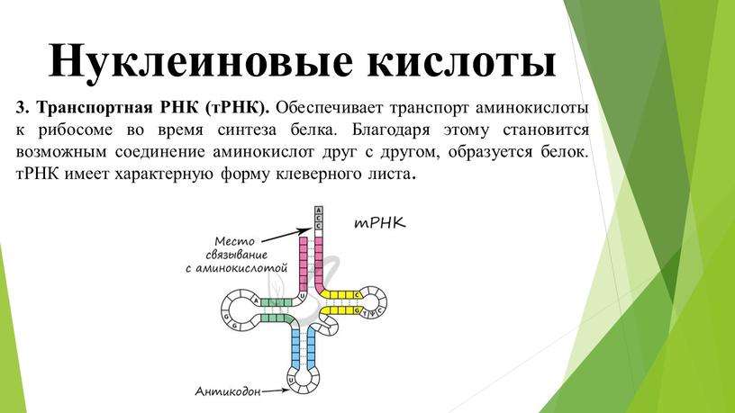 Нуклеиновые кислоты 3. Транспортная