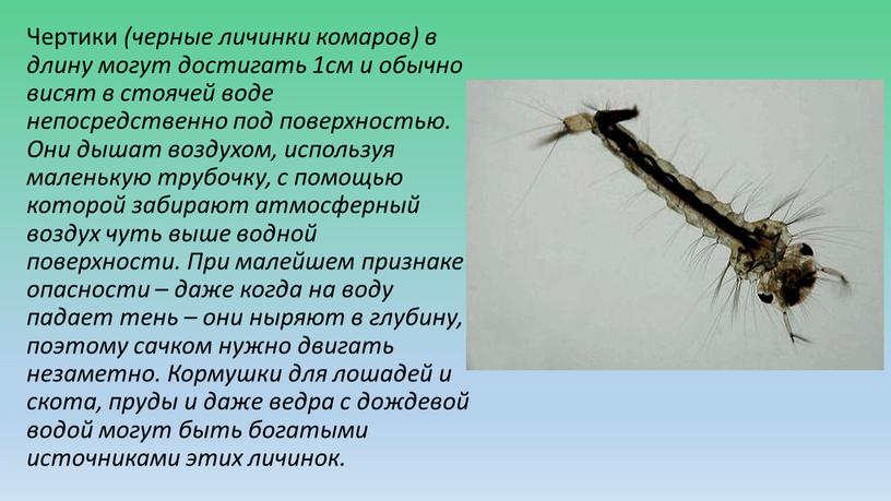 Чертики (черные личинки комаров) в длину могут достигать 1см и обычно висят в стоячей воде непосредственно под поверхностью