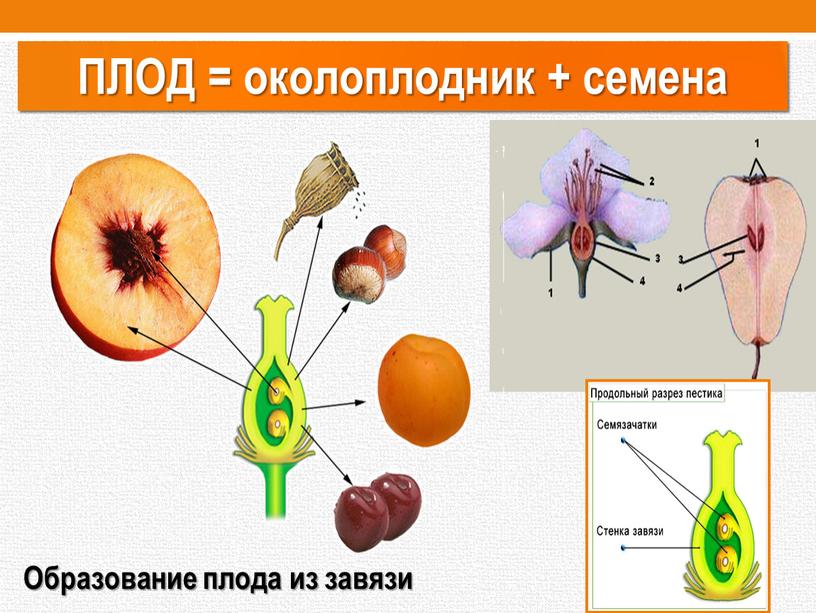 ПЛОД = околоплодник + семена Образование плода из завязи