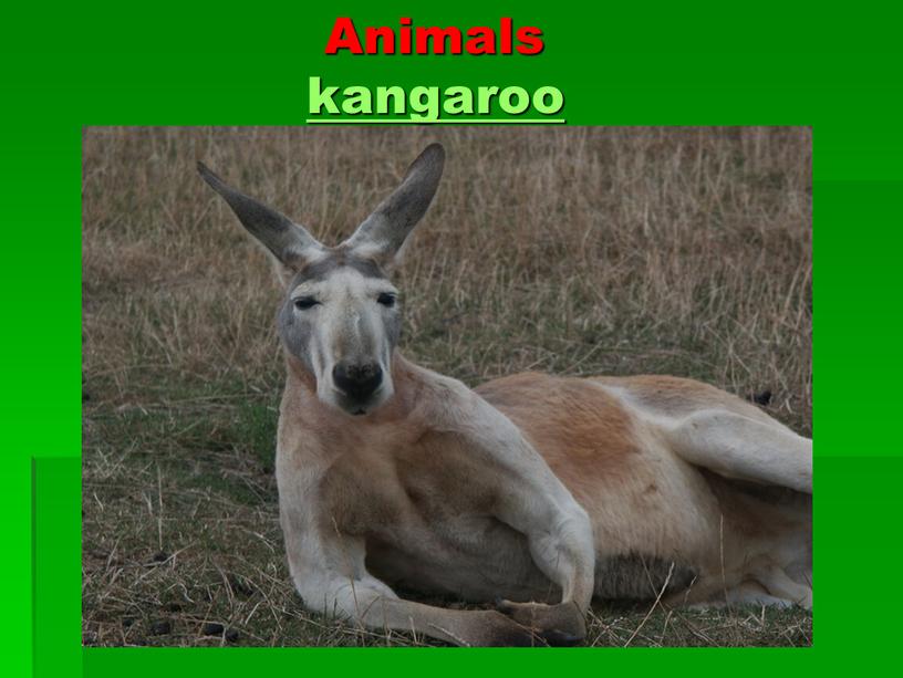 Animals kangaroo