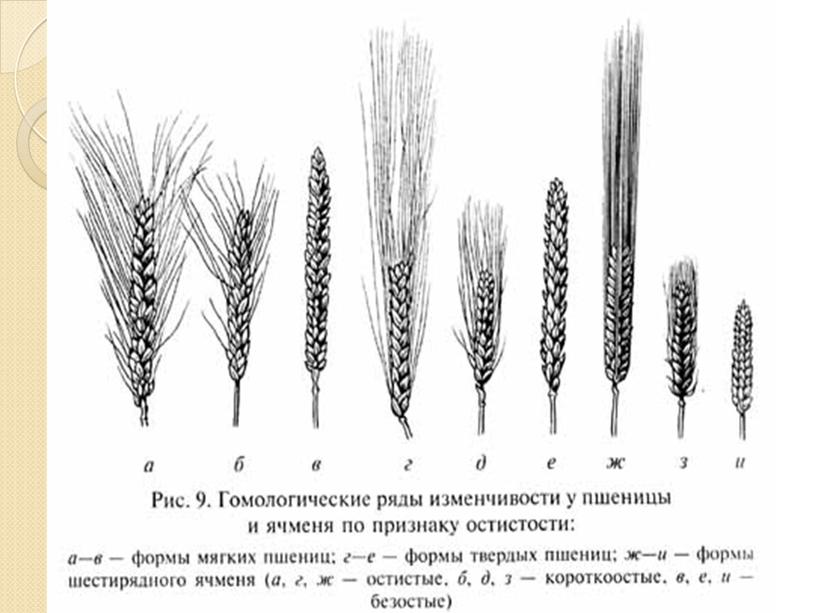 Презентация  Н.И. Вавилов, биология, 9 кл