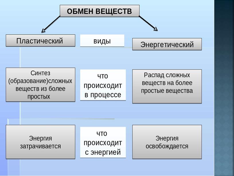 Презентация к уроку тема " Что такое питание и пищеварение" 8 класс биологии