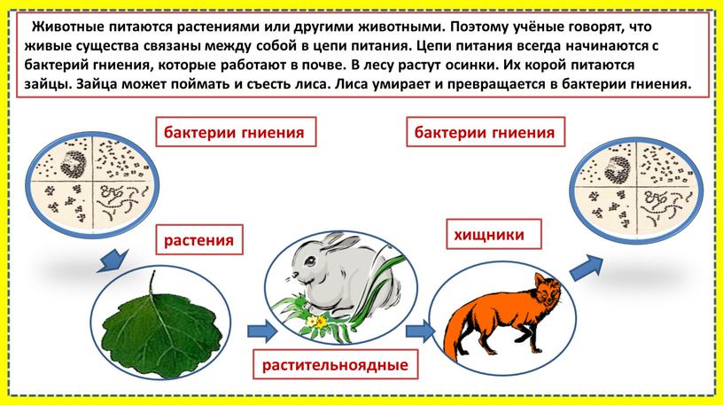 Животные питаются растениями или другими животными