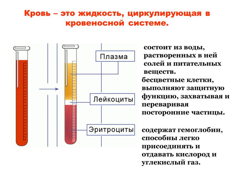 Кровь – это жидкость, циркулирующая в кровеносной системе