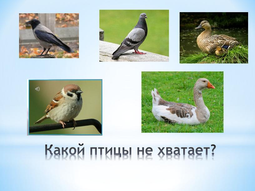 Какой птицы не хватает?