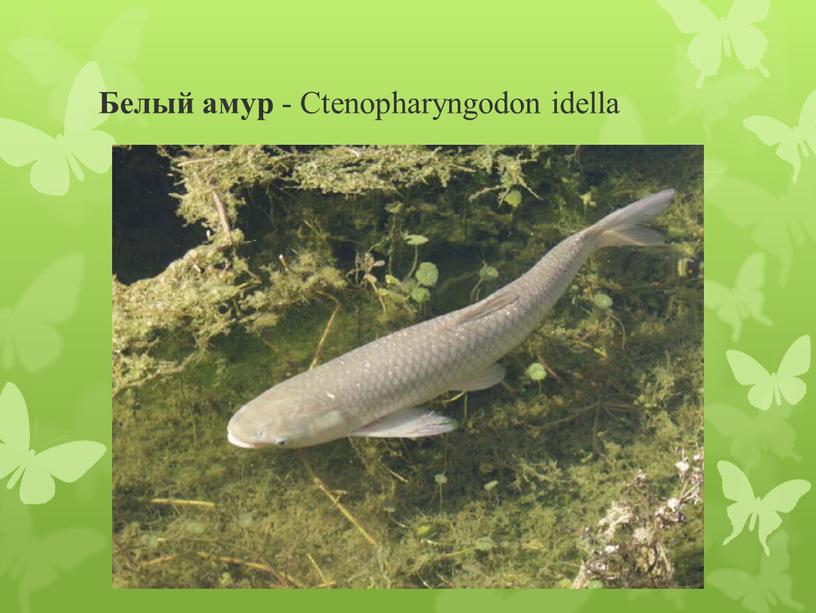 Белый амур - Ctenopharyngodon idella