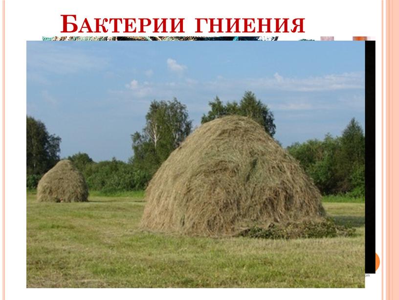 Бактерии гниения