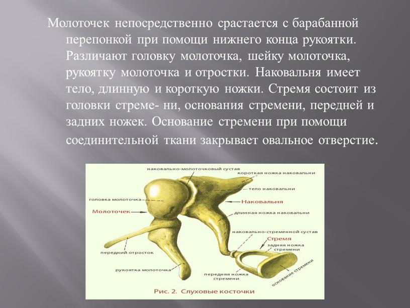 Молоточек непосредственно срастается с барабанной перепонкой при помощи нижнего конца рукоятки