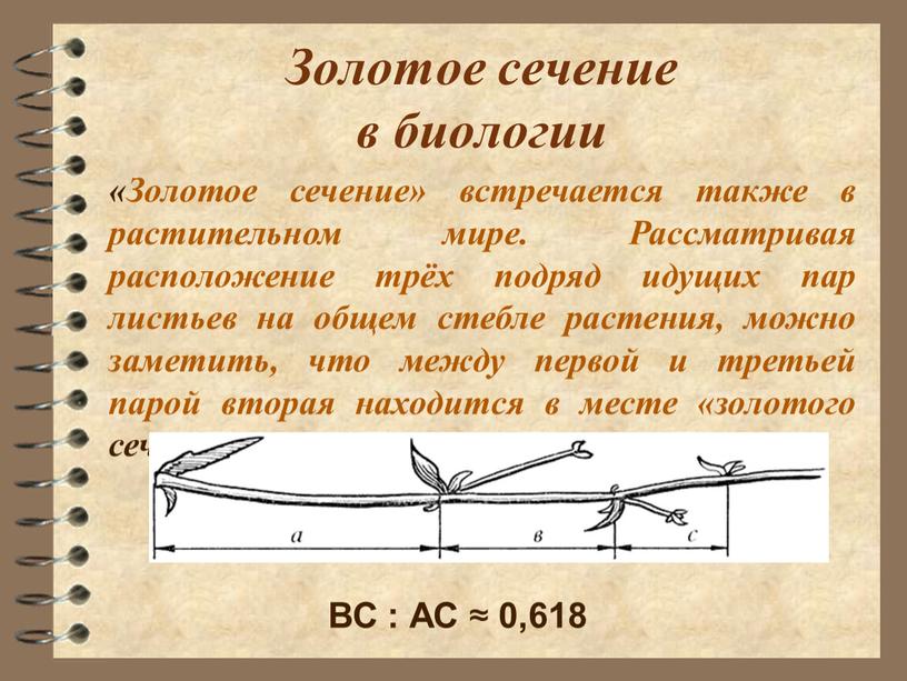 Золотое сечение в биологии «Золотое сечение» встречается также в растительном мире