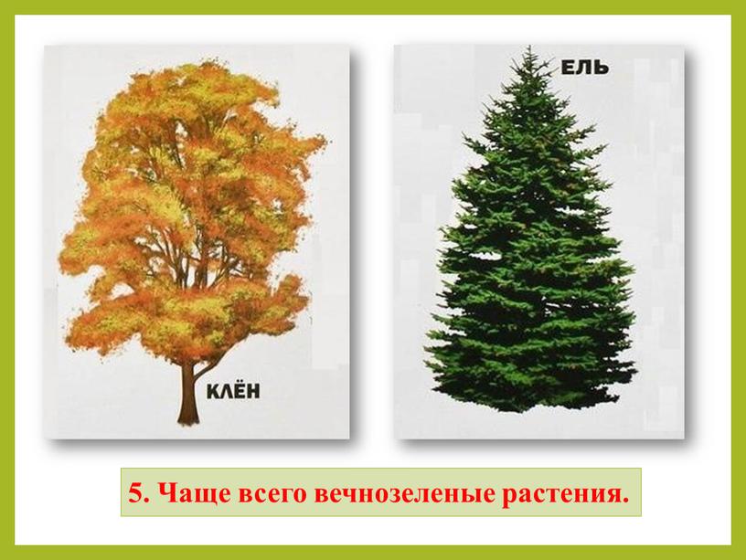 Чаще всего вечнозеленые растения