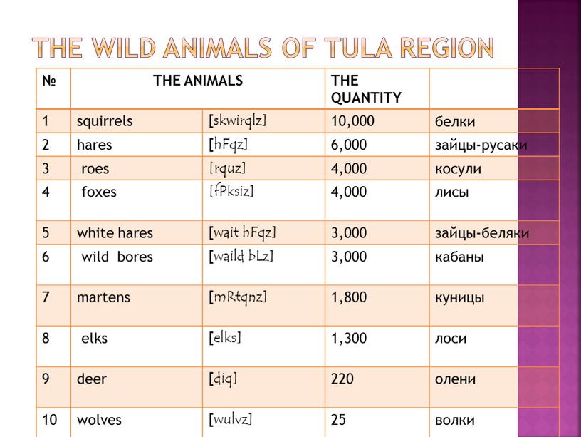 THE WILD ANIMALS OF TULA REGION №