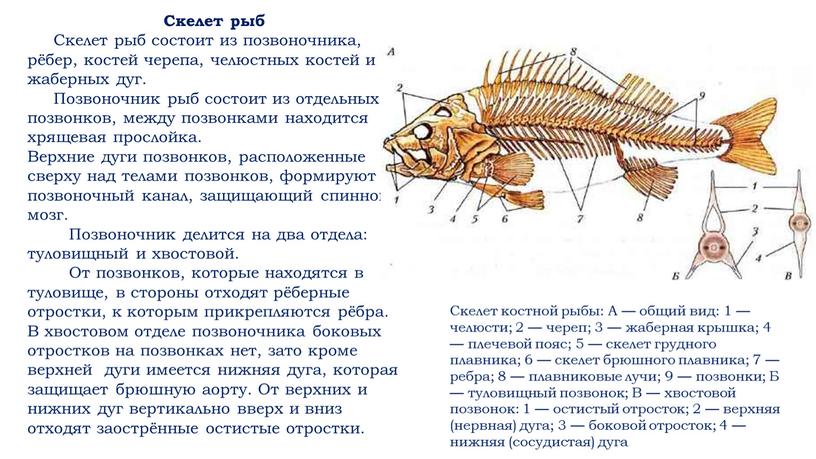 Скелет рыб Скелет рыб состоит из позвоночника, рёбер, костей черепа, челюстных костей и жаберных дуг