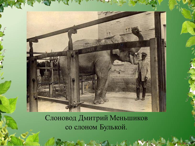 Слоновод Дмитрий Меньшиков со слоном