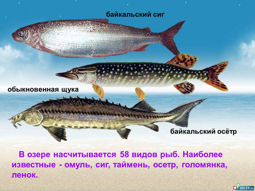 В озере насчитывается 58 видов рыб