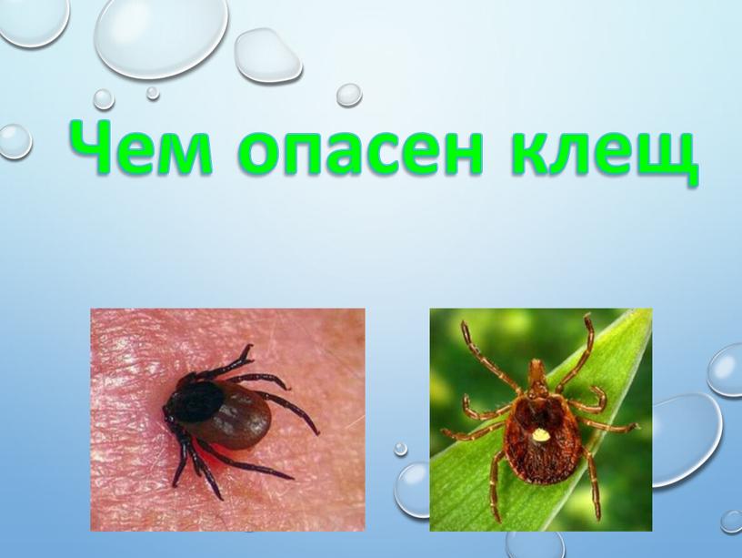 Чем опасен клещ