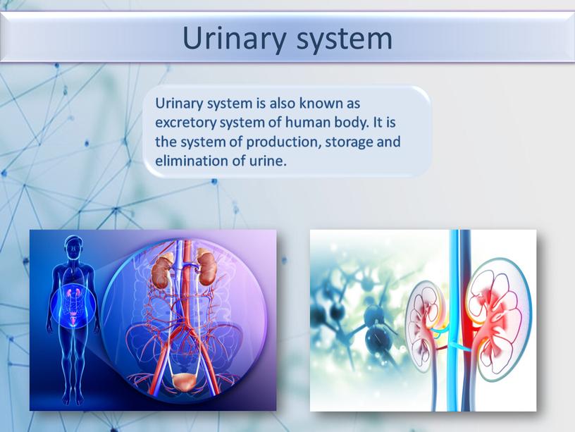 Urinary system Urinary system is also known as excretory system of human body