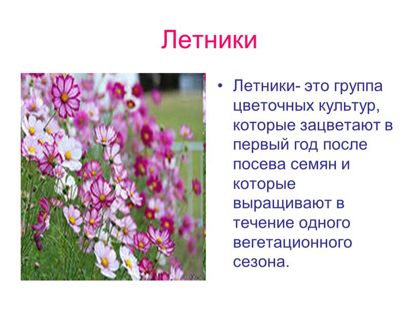 Летники Летники- это группа цветочных культур, которые зацветают в первый год после посева семян и которые выращивают в течение одного вегетационного сезона