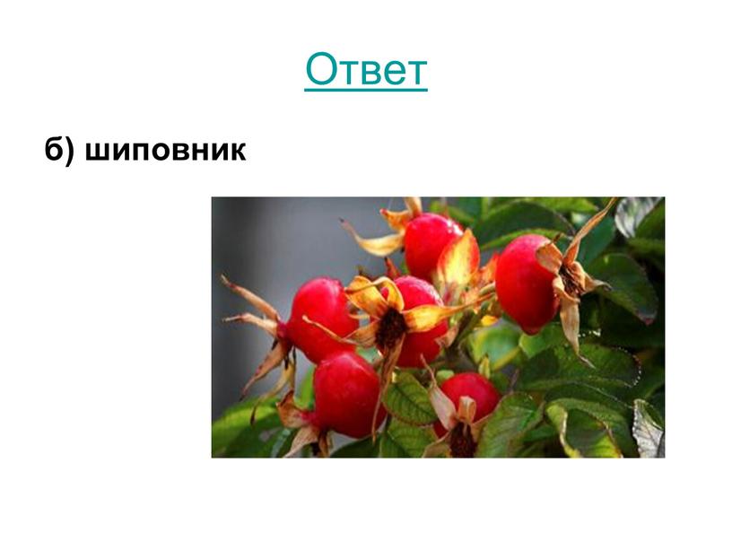 Ответ б) шиповник