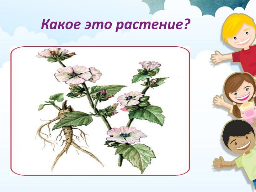 Какое это растение?