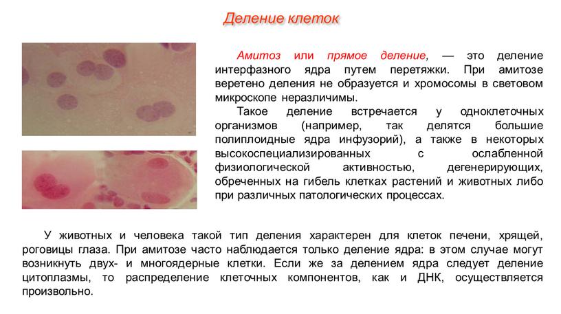 Амитоз или прямое деление, — это деление интерфазного ядра путем перетяжки