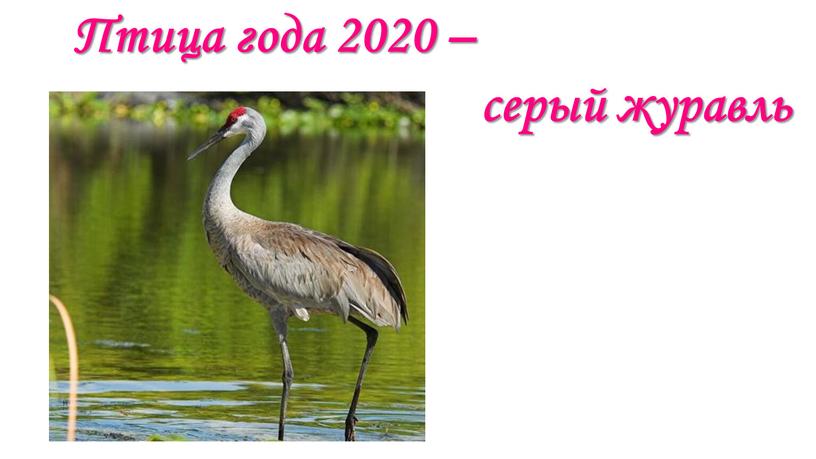 Птица года 2020 – серый журавль