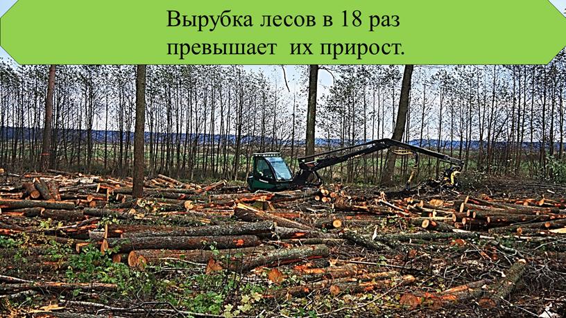 Вырубка лесов в 18 раз превышает их прирост