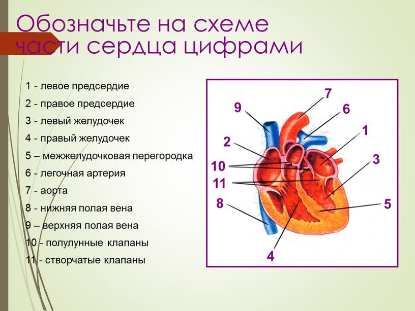 Обозначьте на схеме части сердца цифрами 1 - левое предсердие 2 - правое предсердие 3 - левый желудочек 4 - правый желудочек 5 – межжелудочковая…