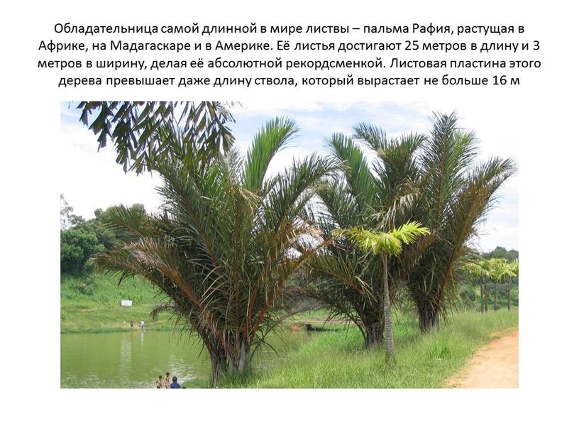 Обладательница самой длинной в мире листвы – пальма
