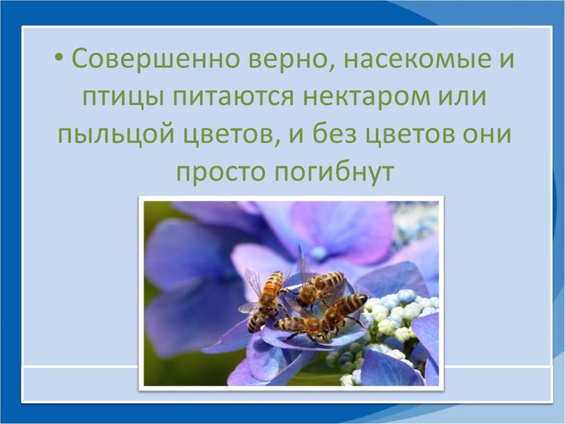 Совершенно верно, насекомые и птицы питаются нектаром или пыльцой цветов, и без цветов они просто погибнут