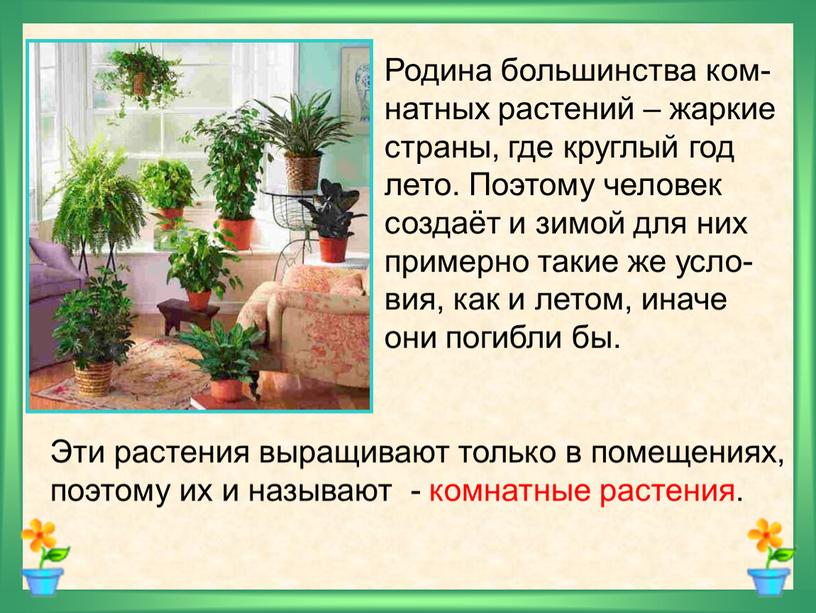 Родина большинства ком- натных растений – жаркие страны, где круглый год лето