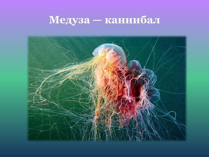 Медуза — каннибал
