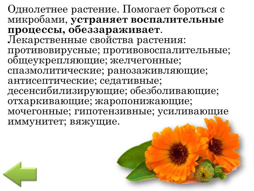 Однолетнее растение. Помогает бороться с микробами, устраняет воспалительные процессы, обеззараживает