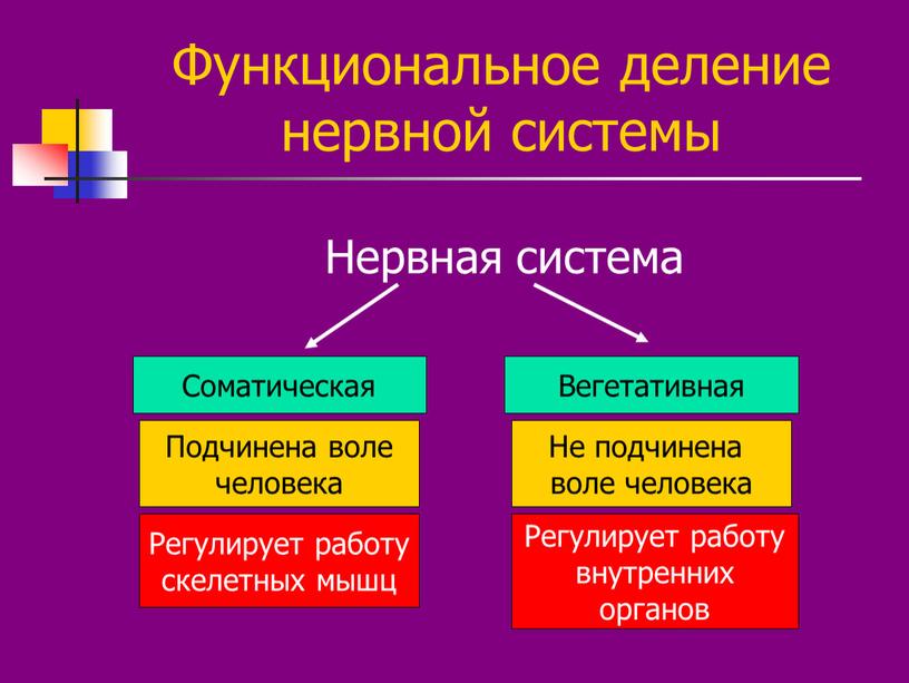 Функциональное деление нервной системы