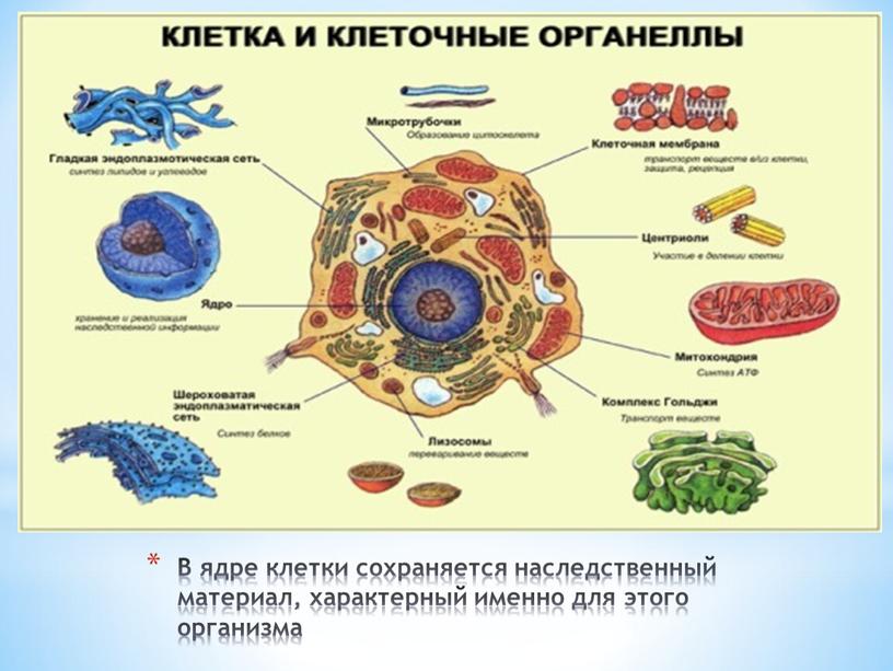 В ядре клетки сохраняется наследственный материал, характерный именно для этого организма