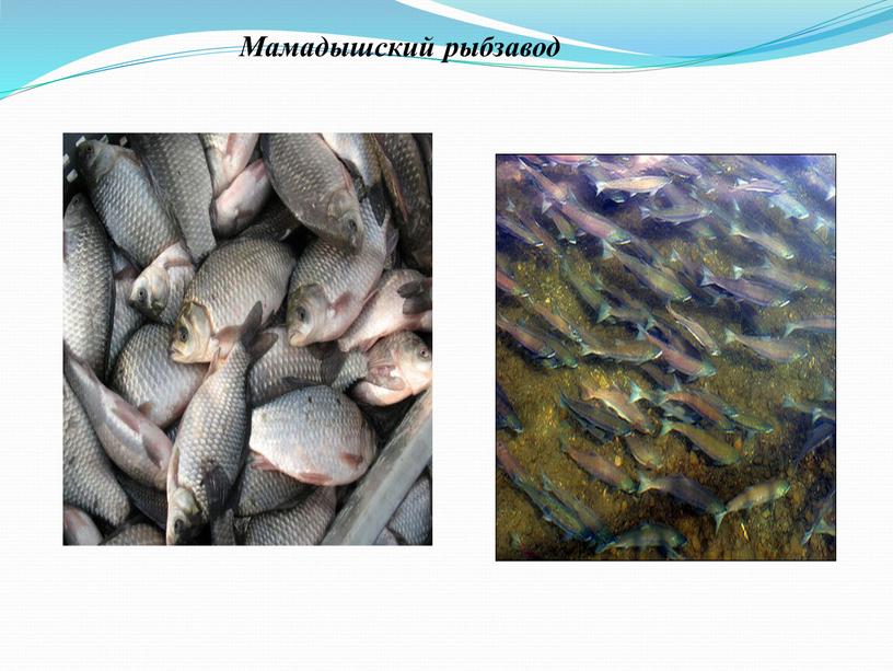 Мамадышский рыбзавод