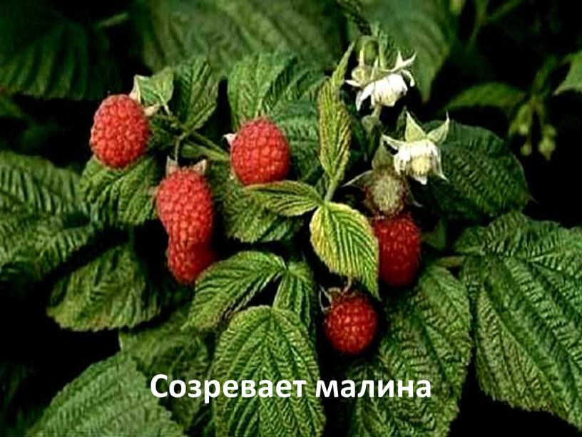 Созревает малина