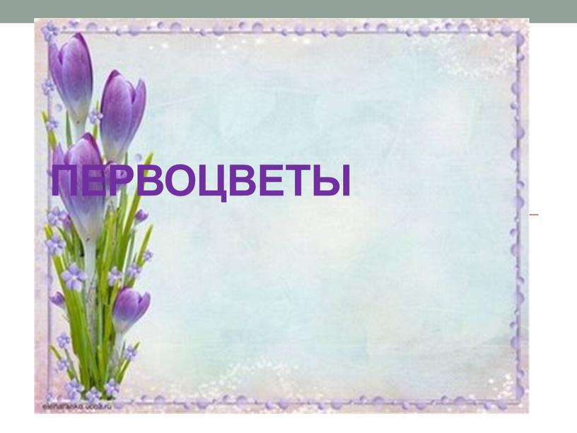 Первоцветы