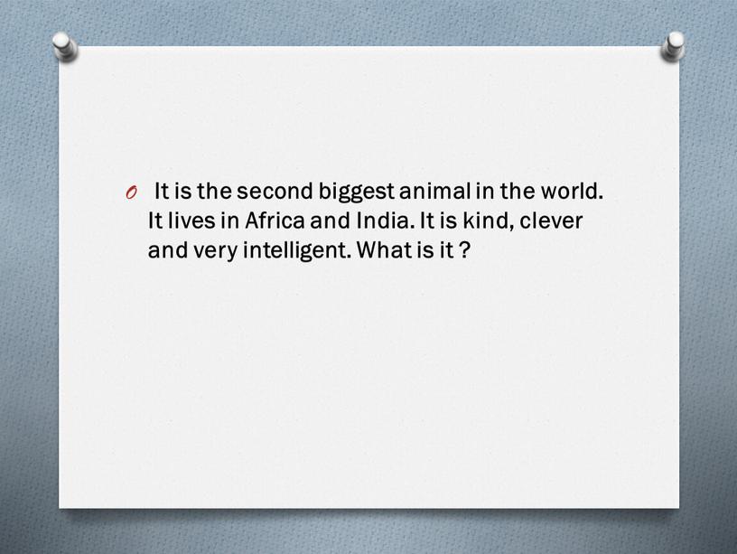 It is the second biggest animal in the world