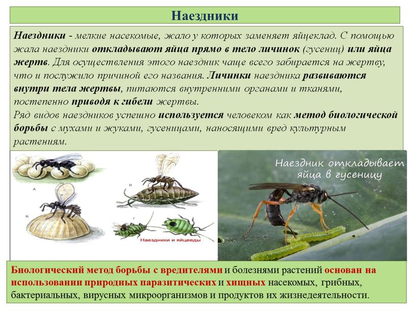 Наездники Наездники - мелкие насекомые, жало у которых заменяет яйцеклад