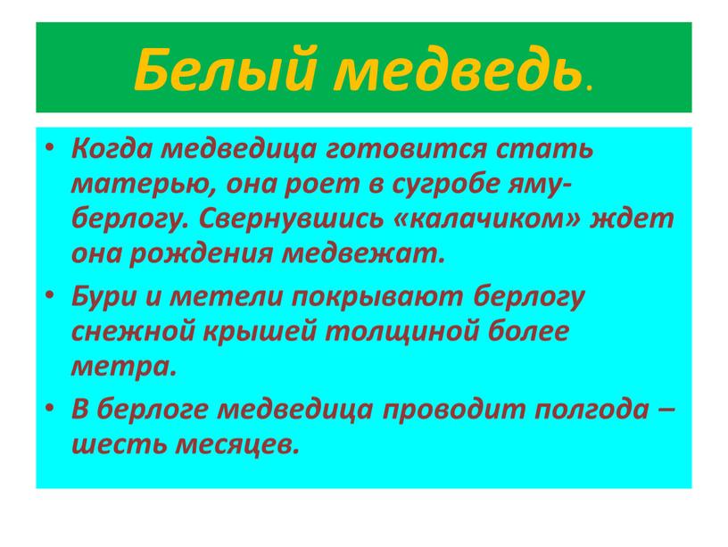 Белый медведь . Когда медведица готовится стать матерью, она роет в сугробе яму-берлогу