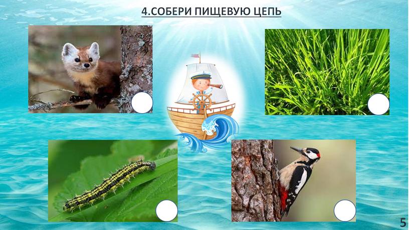 4.СОБЕРИ ПИЩЕВУЮ ЦЕПЬ 5