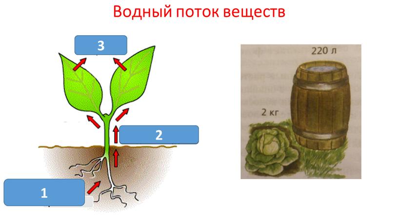 Презентация по теме "Питание растений" (биология, 6 класс)