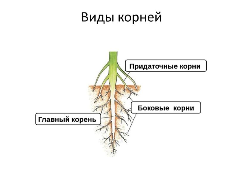 Виды корней