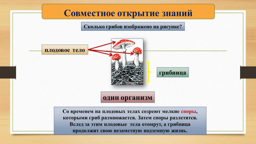 Совместное открытие знаний Сколько грибов изображено на рисунке? один организм грибница плодовое тело