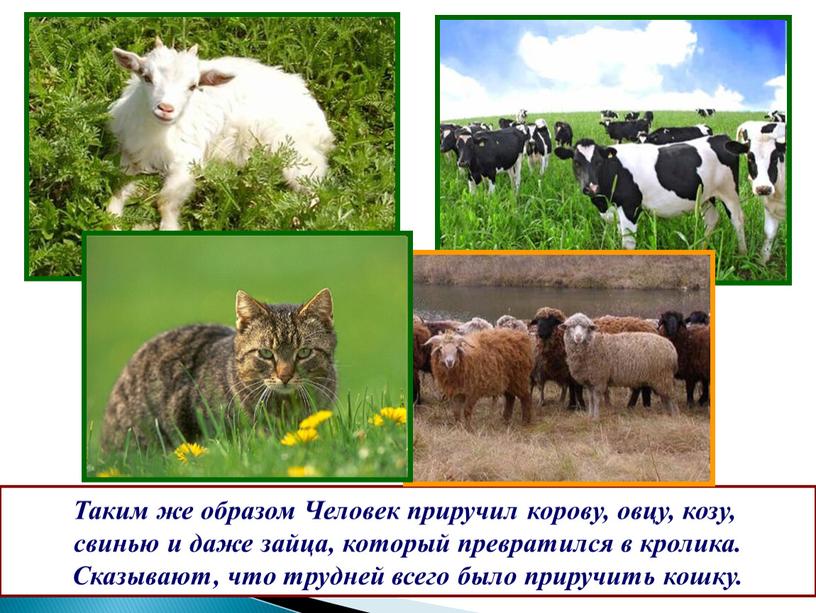 Таким же образом Человек приручил корову, овцу, козу, свинью и даже зайца, который превратился в кролика