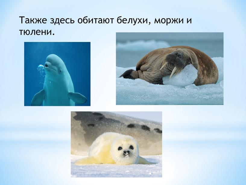 Также здесь обитают белухи, моржи и тюлени