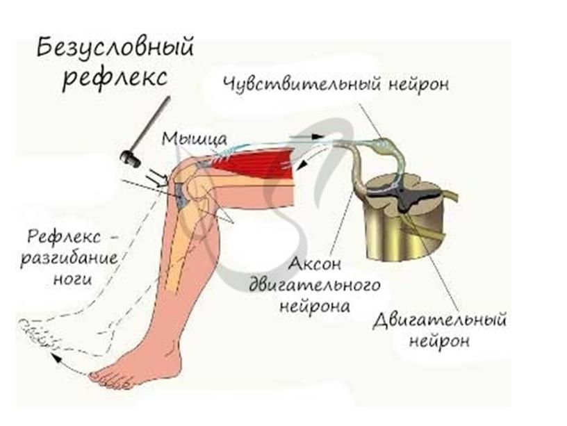 Нервная система