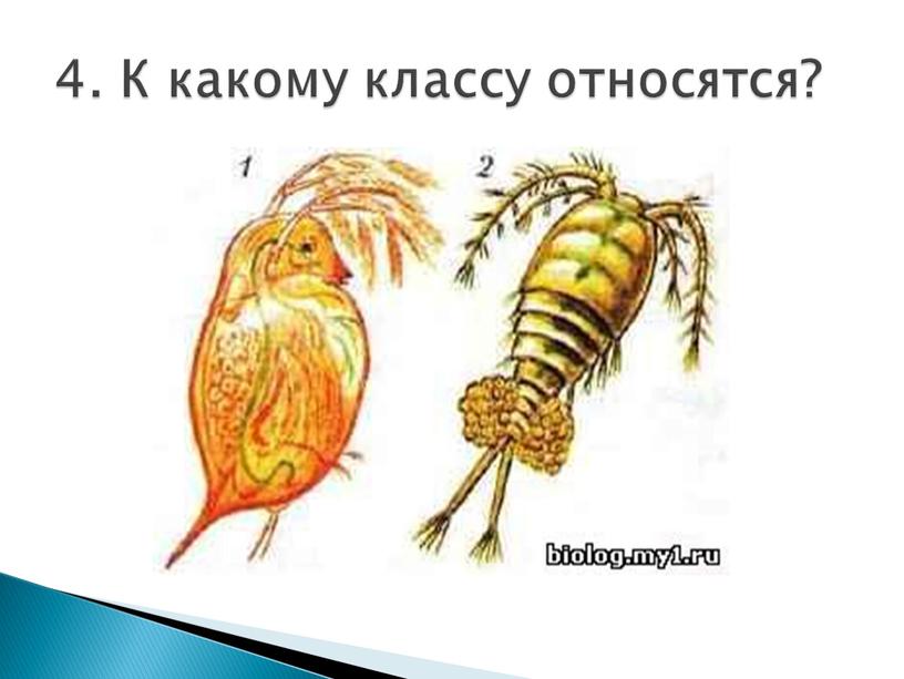 4. К какому классу относятся?